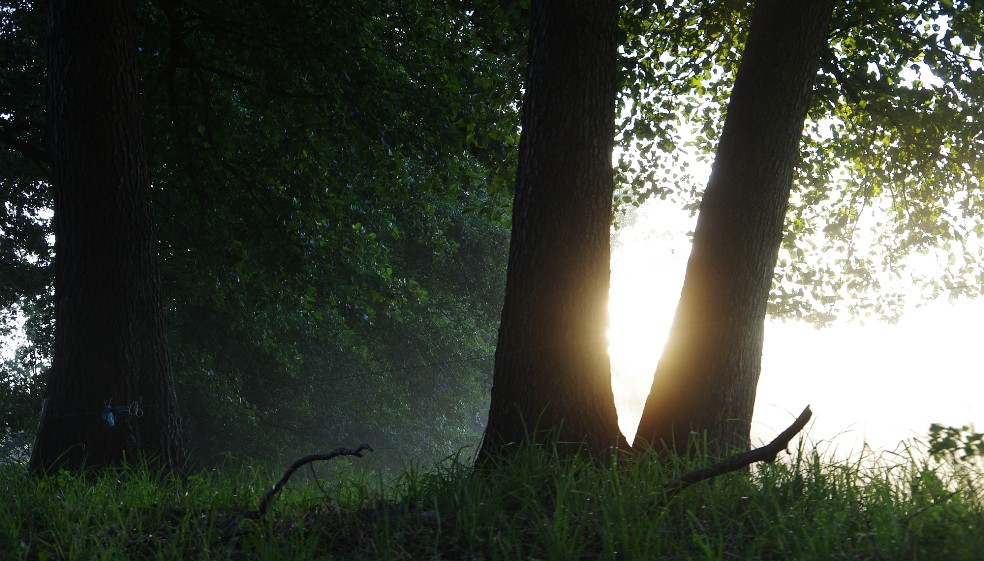 Zwei Bäume bei Sonnenaufgang...